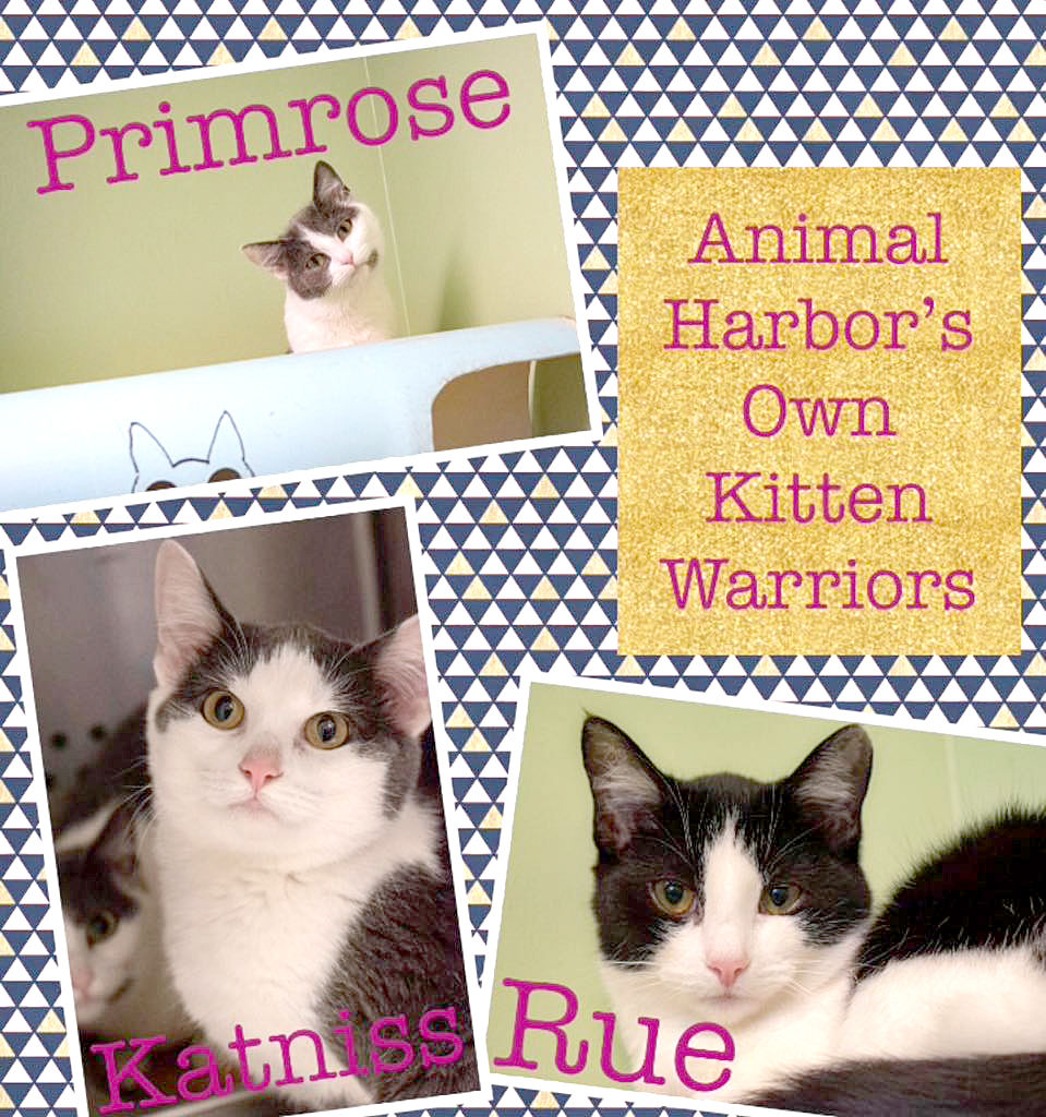 Hunger Games cats